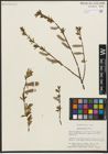 Foto von Salix pulchra Cham.